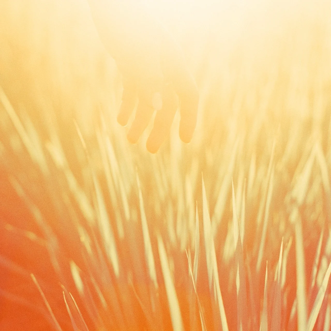 Hakubi Mandarin Ver Nanimono