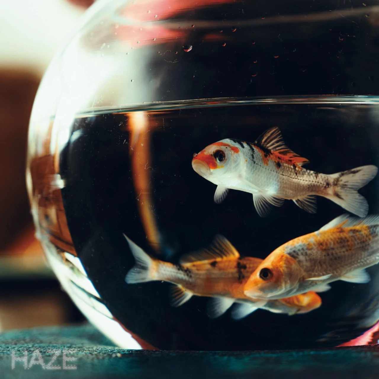 Kroi Haze